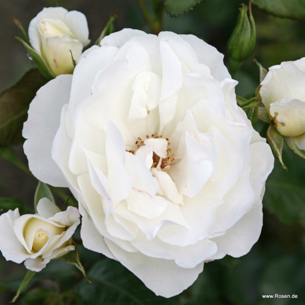 WEISSE WOLKE® WEISSE WOLKE®